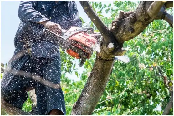 tree services Greer